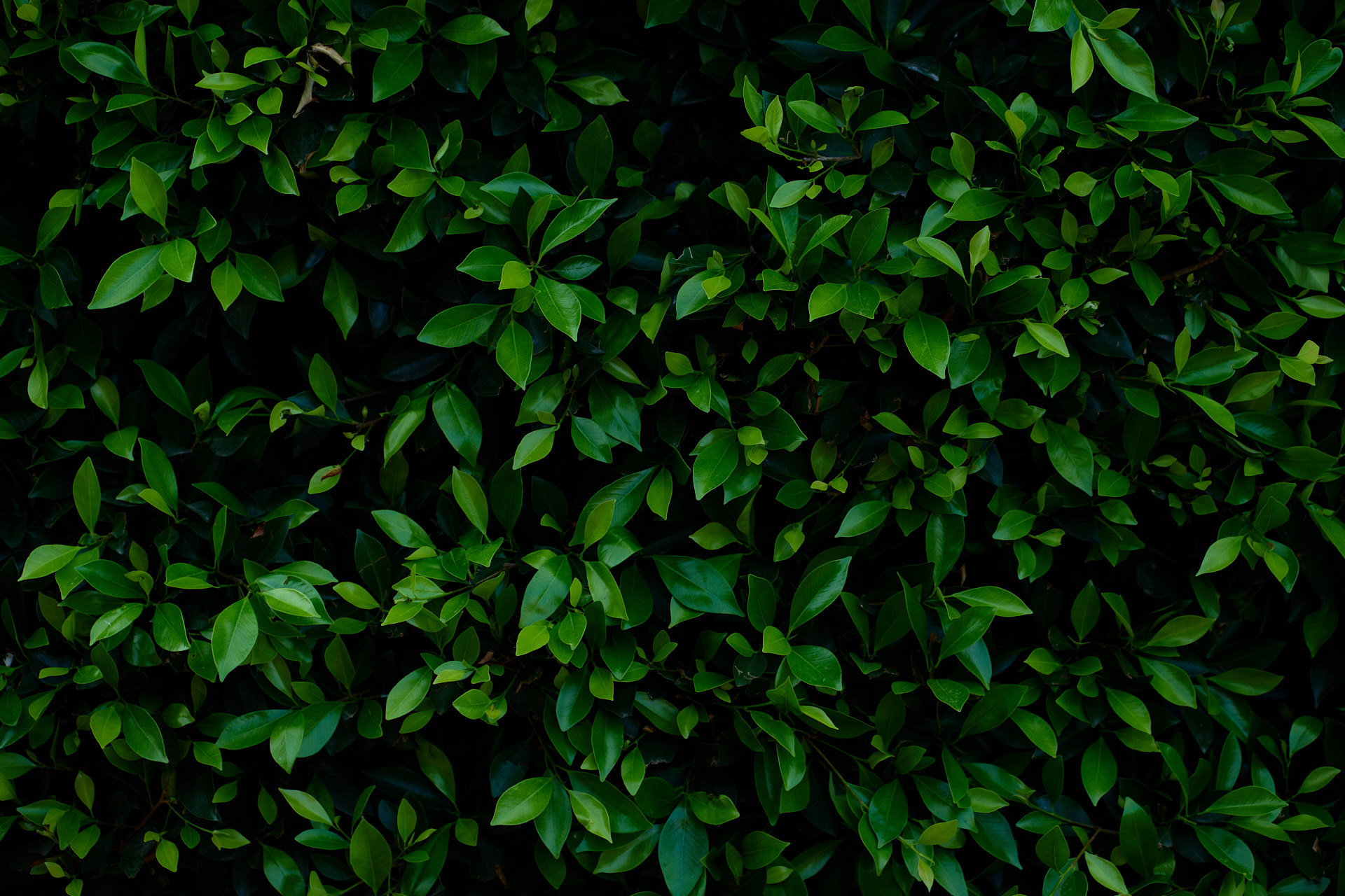 Natural Plant Outdoor Headshot Example. Photography By orlandosydney.com